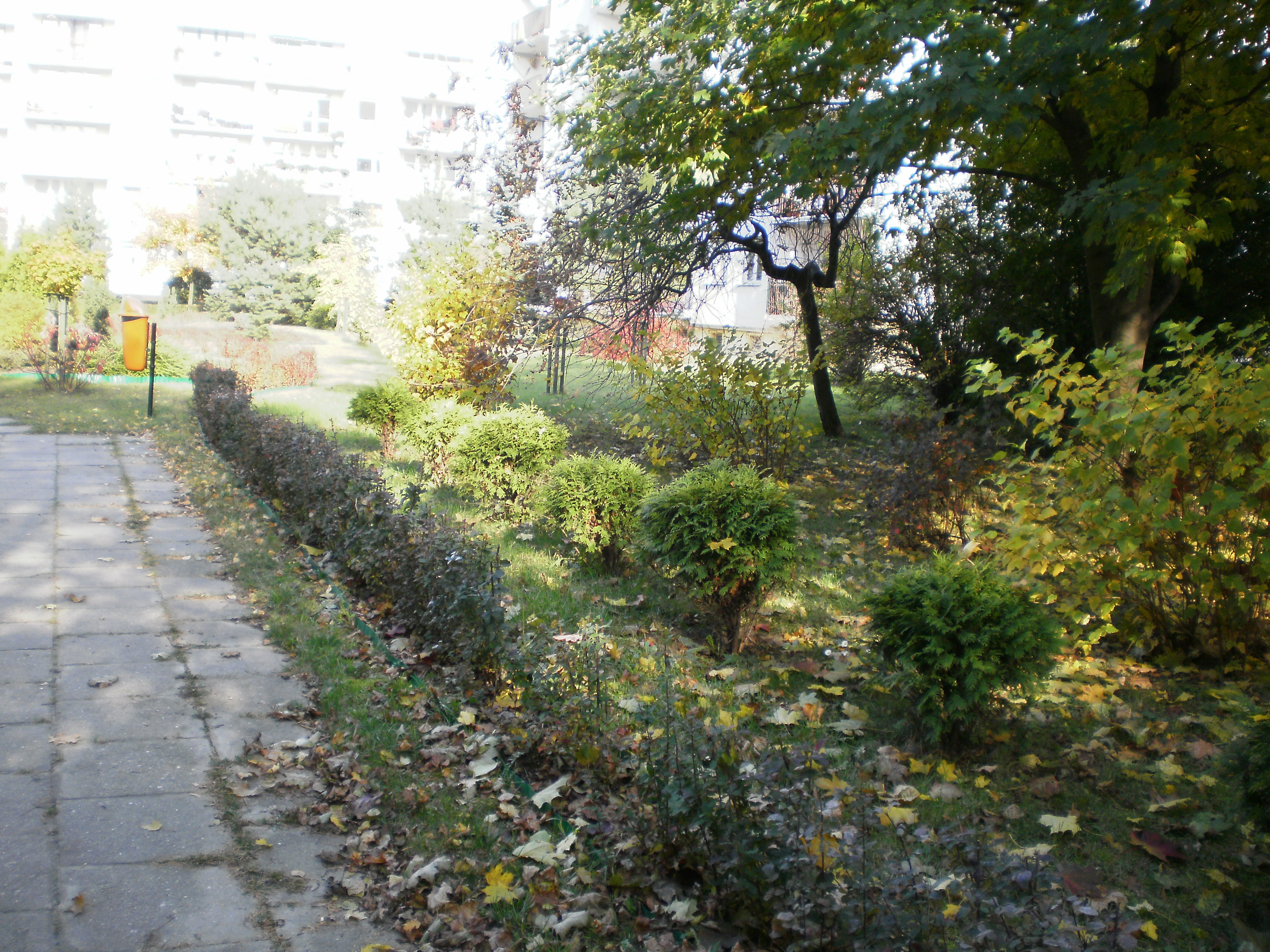 Botanik, jesień (3).