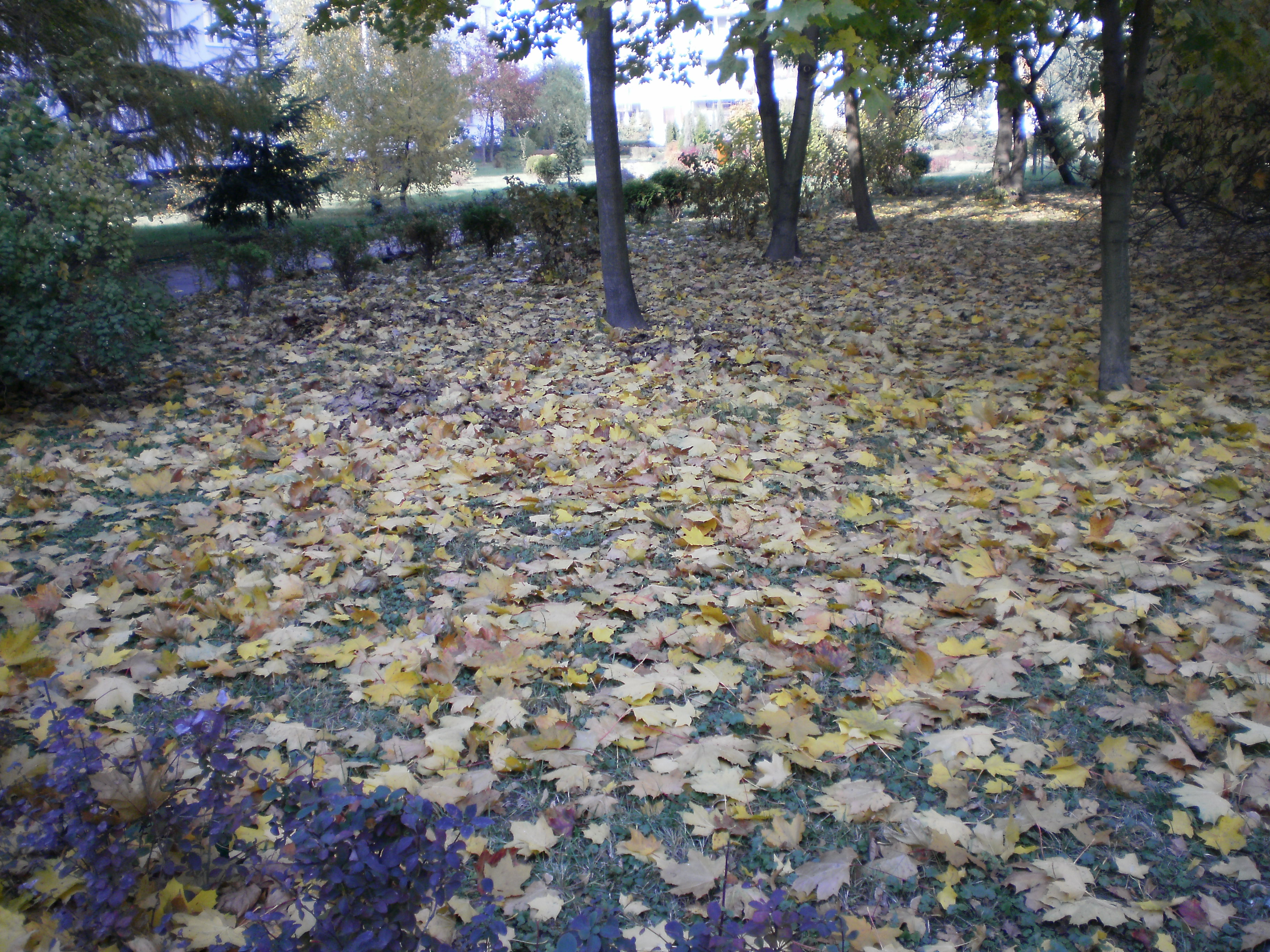 Botanik, jesień (5).